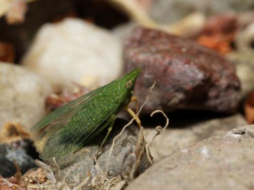 Réf. 192 611 : Dictyophara multireticulata